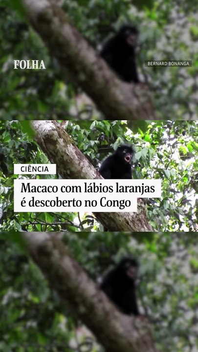 Macaco com lábios laranjas é descoberto no Congo