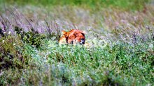 Wild lioness relaxing in green African plains with grass blwoing and eyes gently closed