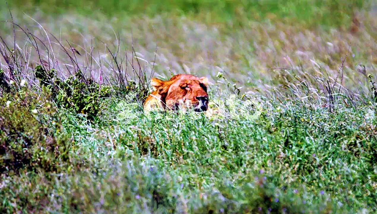 Wild lioness relaxing in green African plains with grass blwoing and eyes gently closed