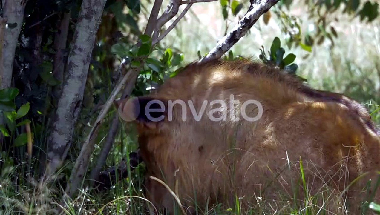 Close up of a lion lying in shade