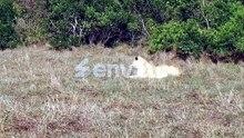 Lioness resting peacefully in maasai mara national reserve savanna at africa
