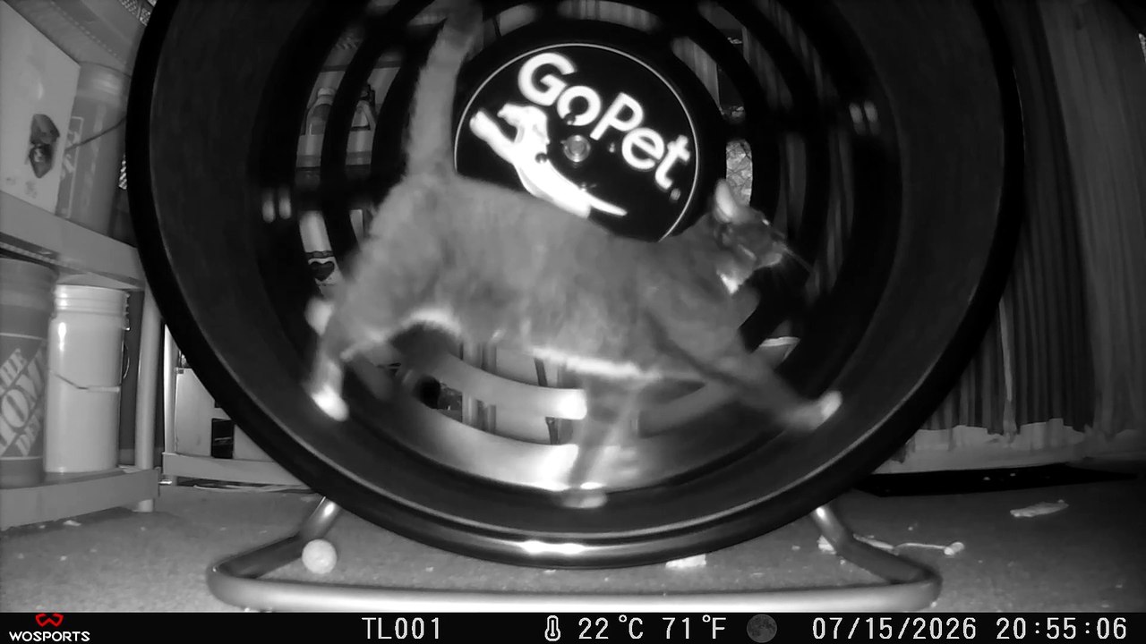 Cookie Cutter The Cat In GoPet Treadwheel, Filmed By G600-4K Wosports, Dbn, MI, July 15 & 16, 2026