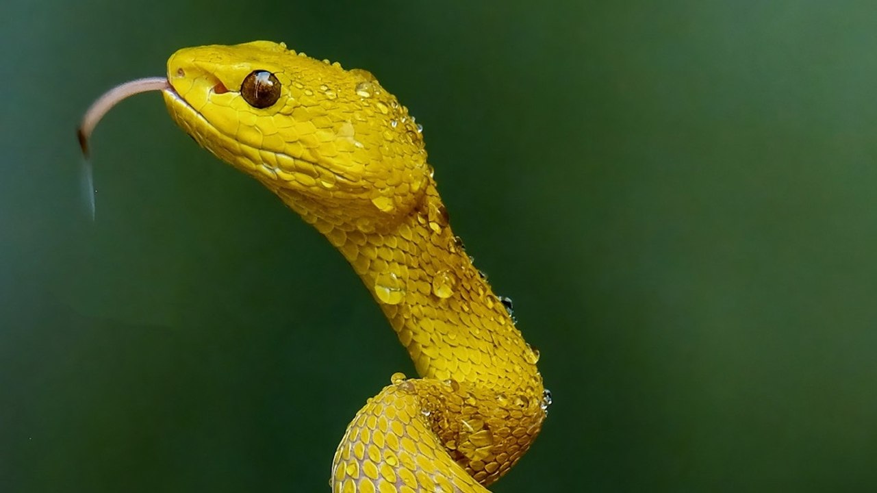 Snakes Myth Vs Reality: चंदन के पेड़ से अट्रैक्ट क्यों होते हैं सांप? जानें इसके पीछे की असली वजह