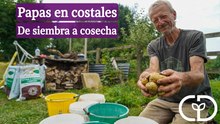 ¿Cuál composta hace crecer mejor las papas? Probamos 7 diferentes