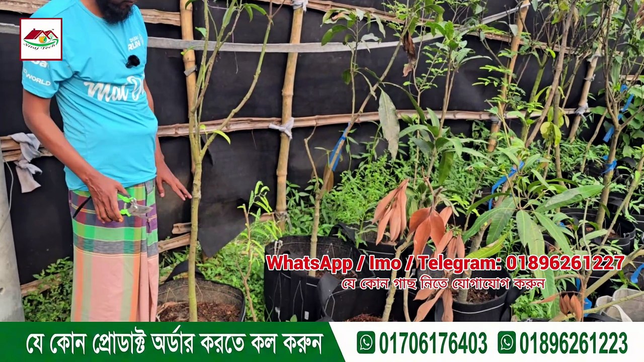 ছাদ বাগানে লাগানোর জন্য সবচেয়ে সুন্দর ও ঝোপালো ফুল গাছ পেয়ে যাবেন সিরাজ টেক নার্সারিতে | বিস্তারিত জানুন