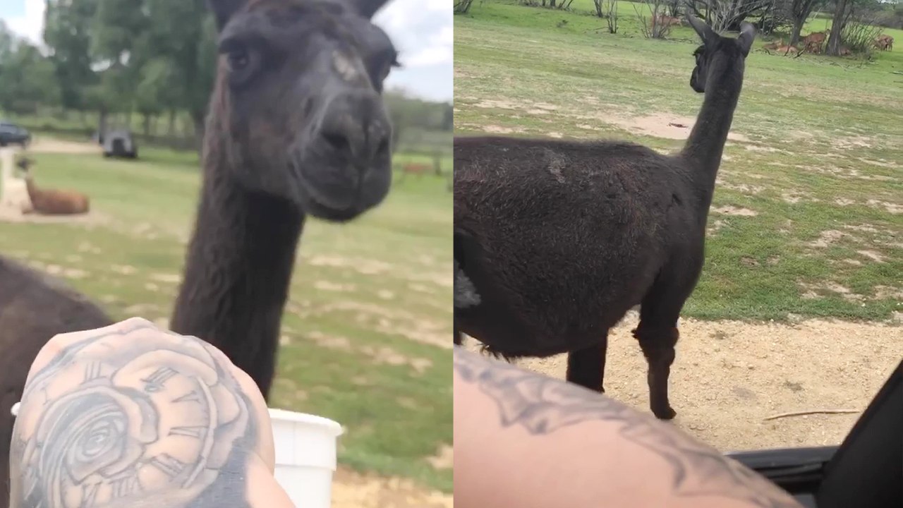 Shocking Moment Woman Offends Llama at Drive-Through Safari