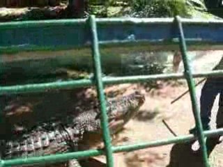 zoo tropical cairns crocodile
