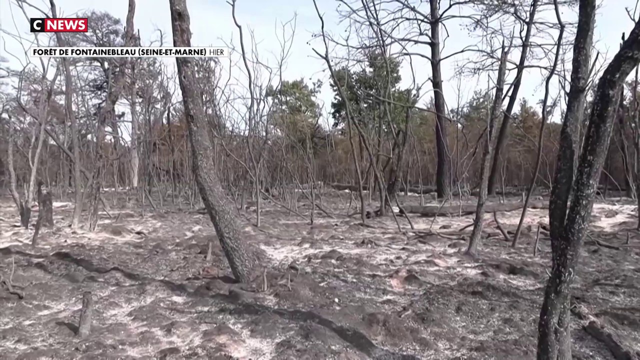 Incendie de Fontainebleau : l'ONF veut reconstruire l'une des biodiversités les plus riches d'Europe