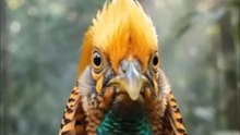 This Golden Pheasant Has the Most Stunning Colors in the Bird Kingdom