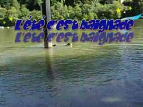 Natation Rhapsodie et Balzac (rottweiler)