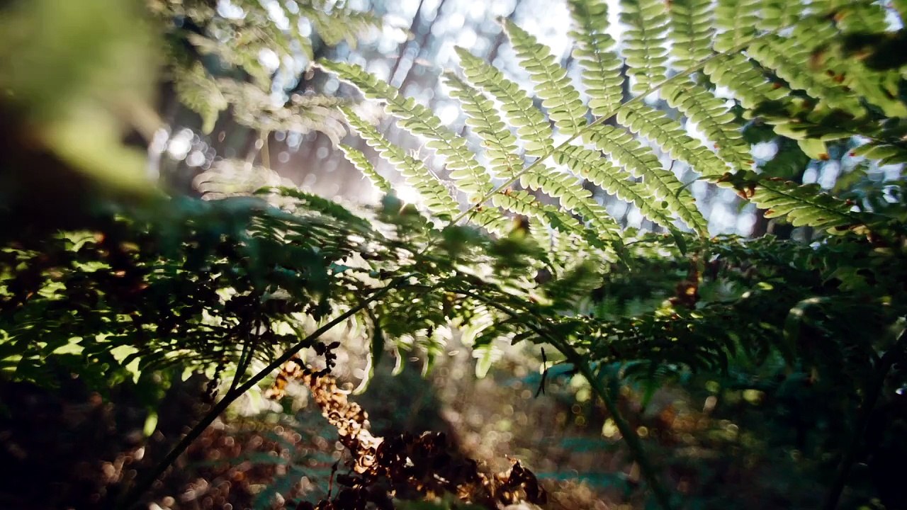 Film1_20sec_4k (1)