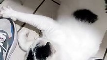 El #gato pernanca bien agusto acostado viene a visitarme a la oficina #shorts #felino #amor #amistad