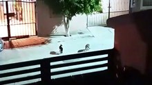 los gatos de la calle se quieren pelear animales y mascotas felino #shorts