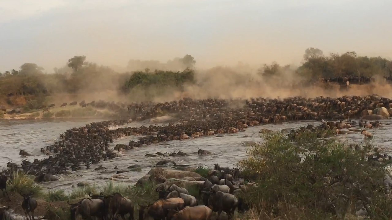 Breathtaking Scene of Throngs of Wildebeest Entering Water During Migration