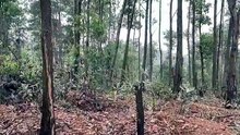 40 Days of Solo Survival Creating a Hidden Forest Shelter with Wood Stone #survival #bushcraft #outdoors #shelter #camping