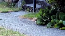 Conheça Jimothy, o guaxinim que está a fazer furor em Seattle (e na net)