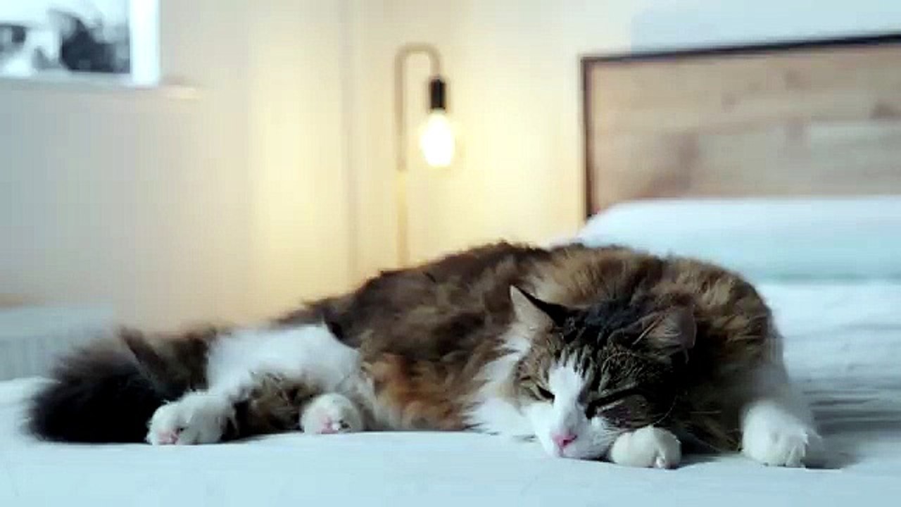 Zen Cat Vibes Handpan Méditation & Sommeil Profond