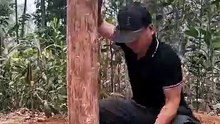 40 Days of Solo Survival Creating a Hidden Forest Shelter with Wood Stone #survival #bushcraft #outdoors #shelter #camping