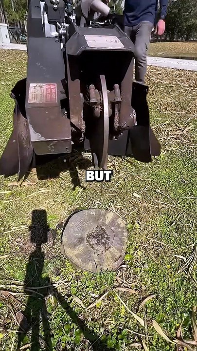 Why You Should NEVER Leave Tree Stumps in Your Yard