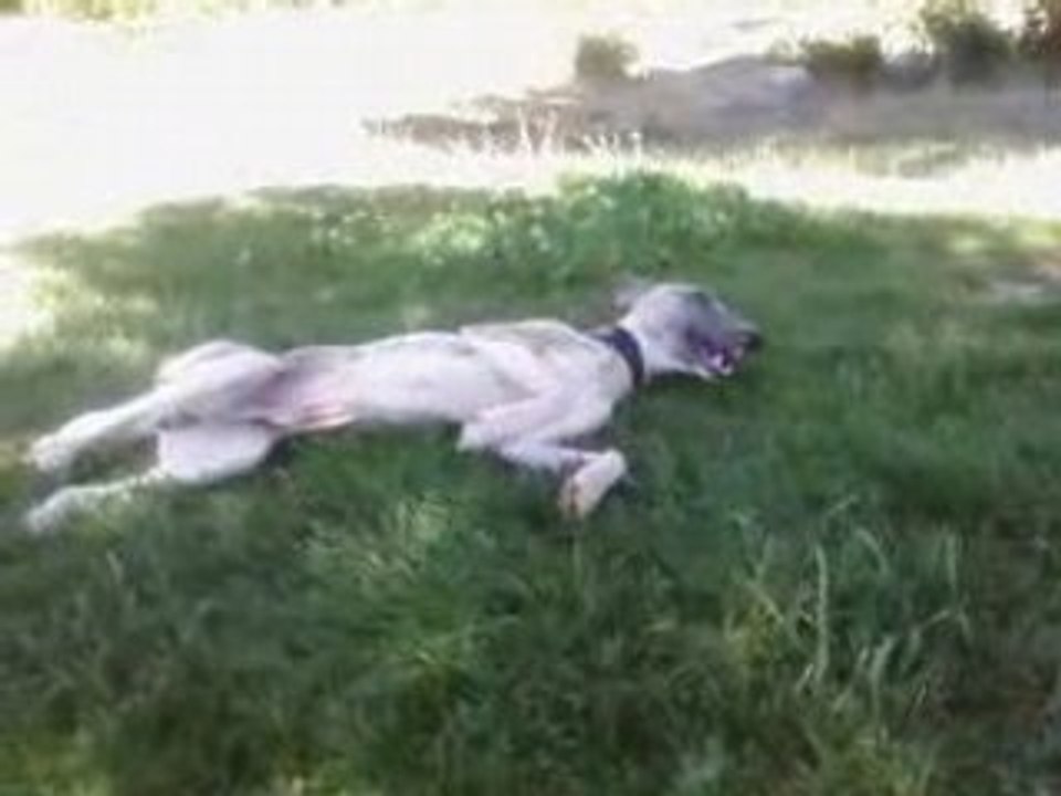 Prince se roule ds l herbe