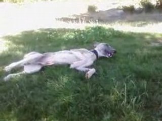 Prince se roule ds l herbe