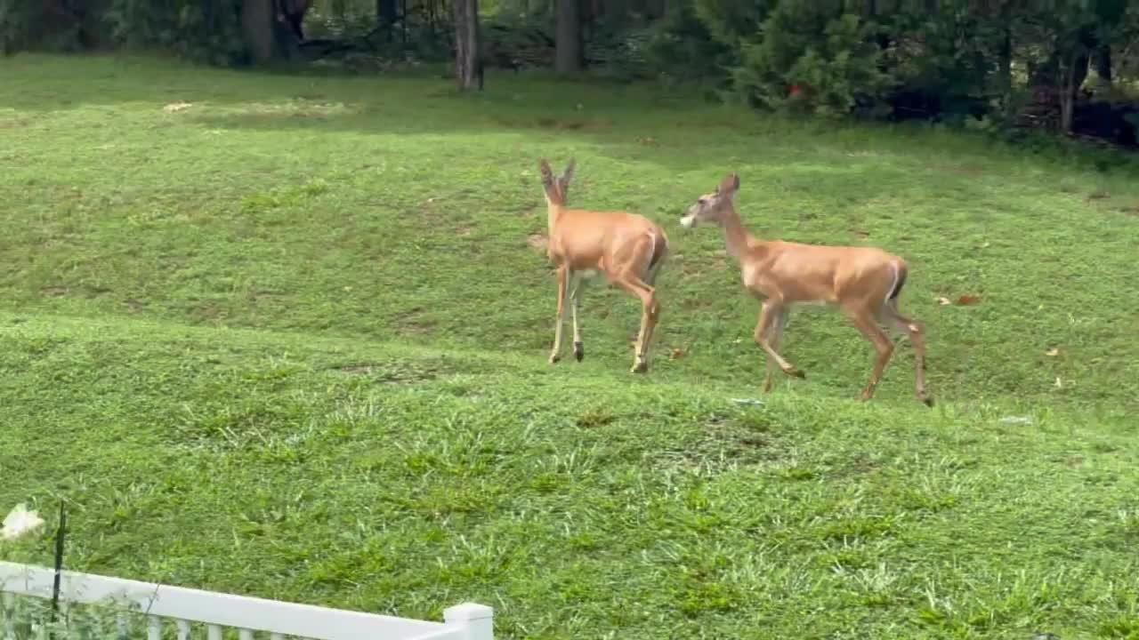 Deer Fight Over Tortilla in Home's Backyard