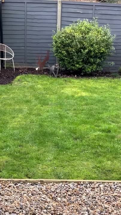 Cat Rushes Home After Owner Reveals her Favorite Treat