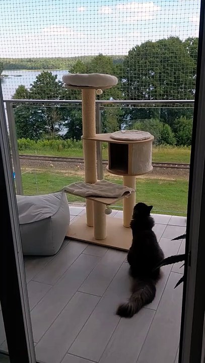When you forget you're not a tiny kitten anymore... 😹 #cats #funnycats #catlovers