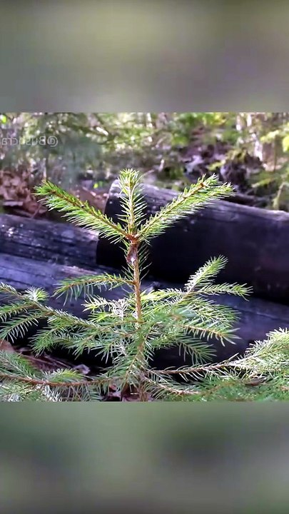 Building a Survival House in the Larch Woods #bushcraft  #build  #camp  #camping  #survival  #shelte [7317189464864902442]