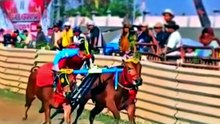 5 Fakta Unik Tadisi Karapan Sapi Masyarakat Madura