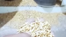 Paddy Se Chawal Kaise Banta Hai? | Complete Rice Production Process Step by Step | FF Rice Mill S1