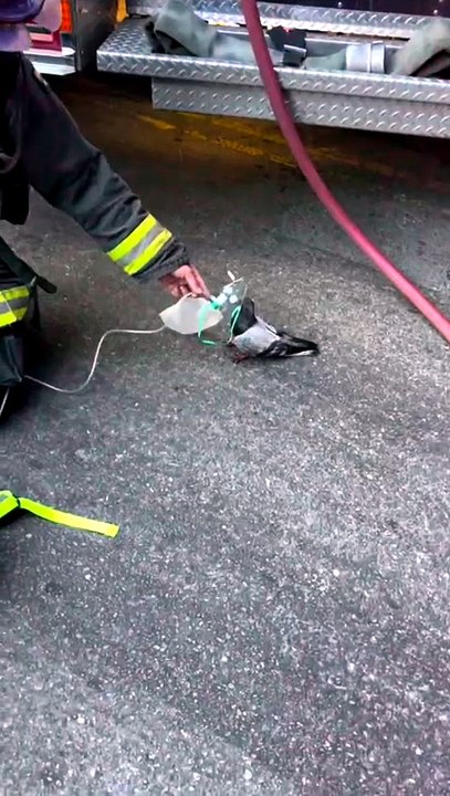 Bombeiros de Oakland dão oxigénio a pombo após incêndio – e há imagens