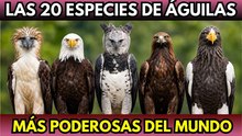 Las 20 especies de águilas más poderosas del mundo ¿Cuál es la más fuerte?