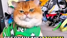 Kompilasi 7 video Kucing Moyen Terlucu yang Banyak Ditonton!