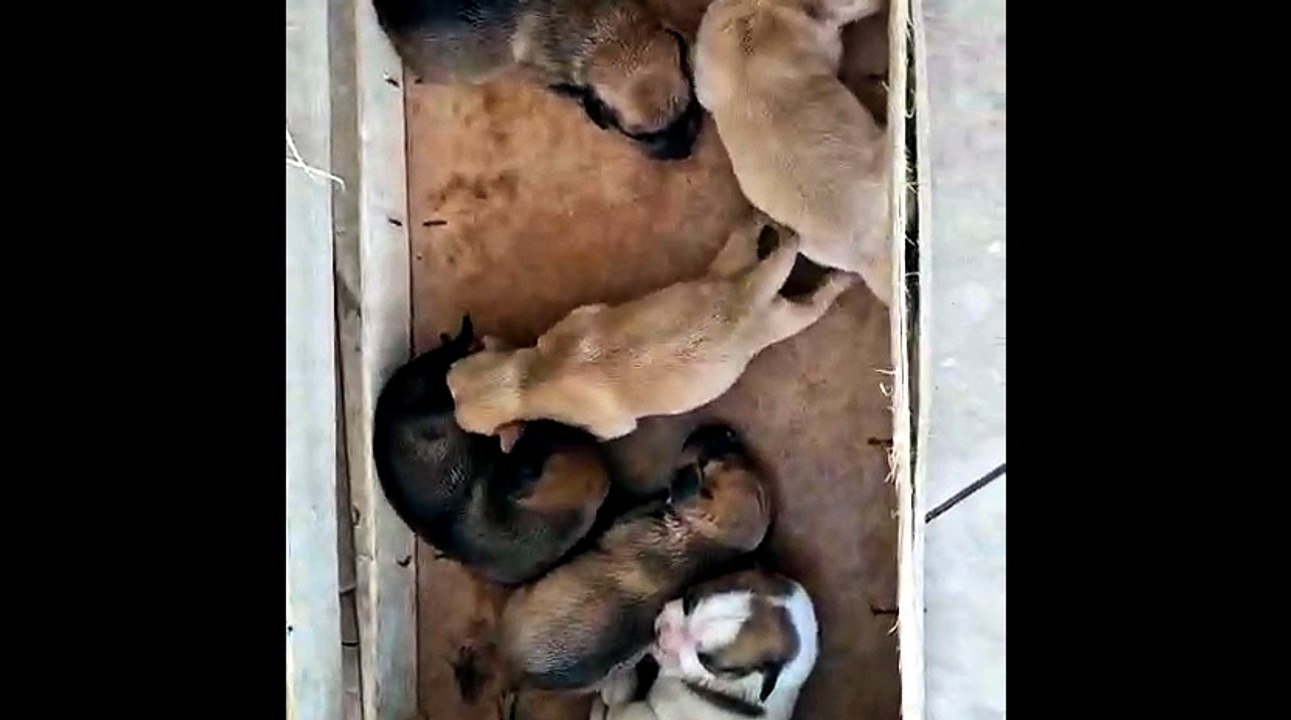 I carabinieri salvano cuccioli di cane a Sciacca