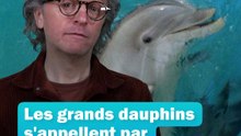 Les dauphins s'appellent par leur prénom ! 🐬