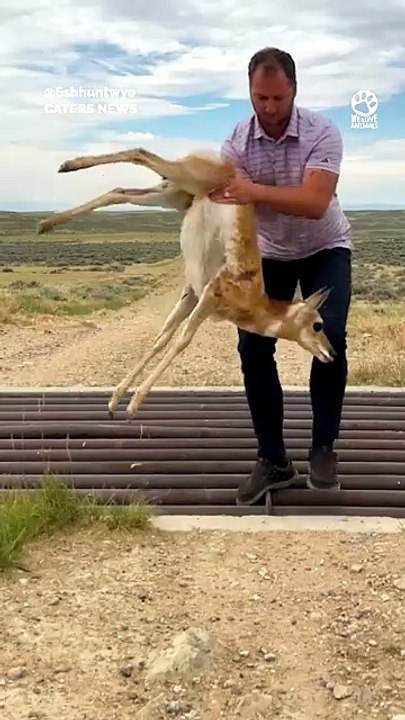 Baby Pronghorn Saved From Cattle Guard#wildlife #wildliferescue #animalrescue #pronghorn #animals #rescue #nature #heartwarming #kindness #shorts