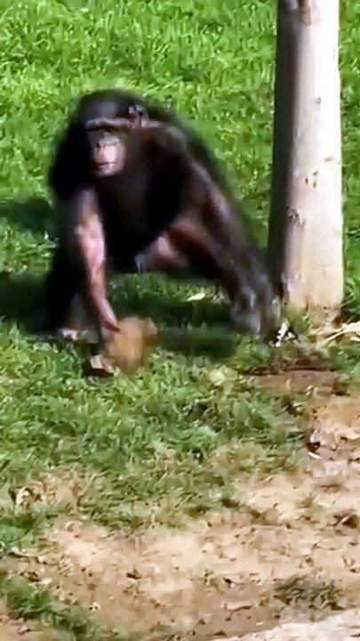 Breathtaking Wildlife Compilation Of Primates Showcasing Hilarious And Unique Behaviors