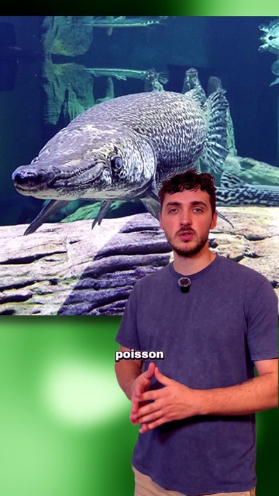 Un poisson qui GROGNE ? #poisson #alligator #dinosaure #animaux #nature