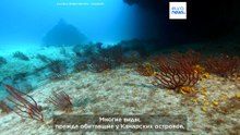 За последние 20 лет у Канарских островов появились около 100 новых видов рыб