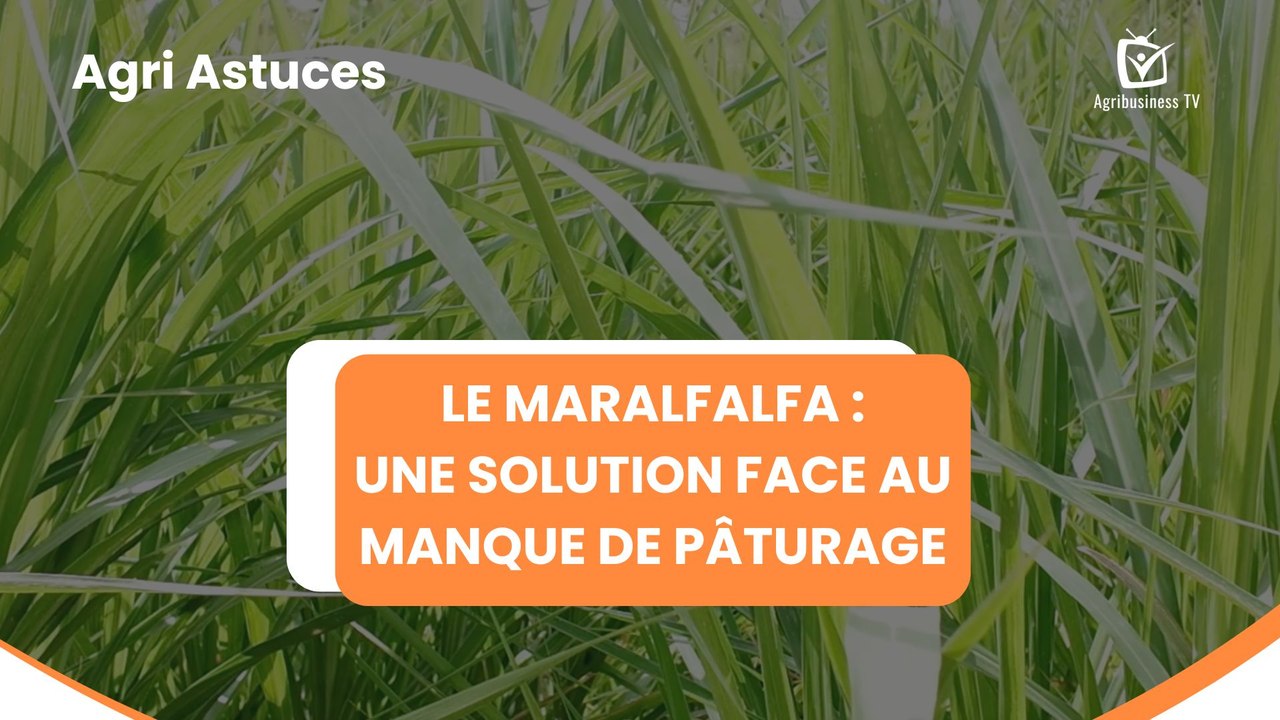 Agri Astuces : Le Maralfalfa, une solution face au manque de pâturage