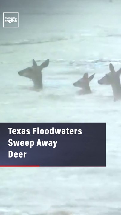 Texas Floodwaters Sweep Away Deer