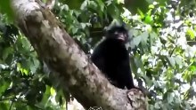 Ecco il Likweli, una nuova scimmia scoperta in Congo