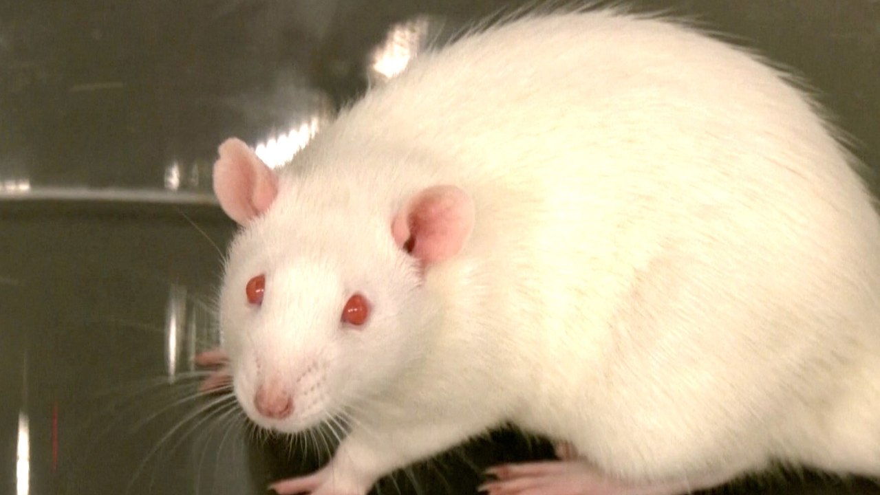 Lund University study tests LSD on rats to probe human consciousness