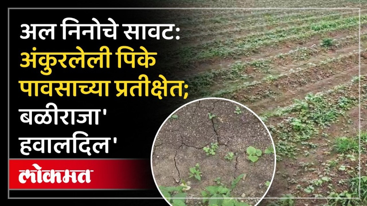निनोचे सावट: अंकुरलेली पिके पावसाच्या प्रतीक्षेत; 'गादीवाफा' (वरंबा) पद्धतीवर शेतकऱ्यांची भिस्त!