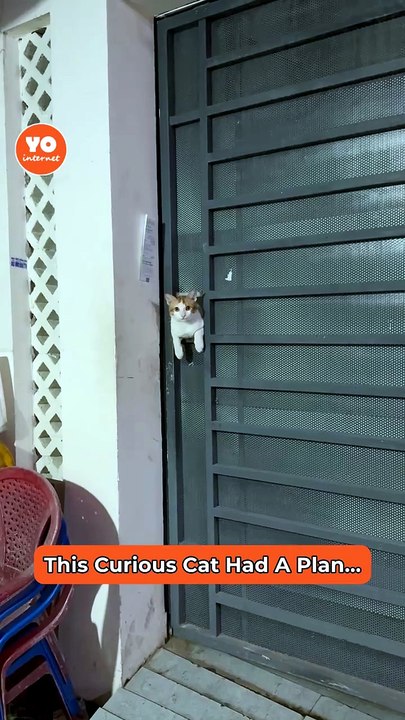 Cat's Clever Plan Backfires, Leading to Unexpected Regret