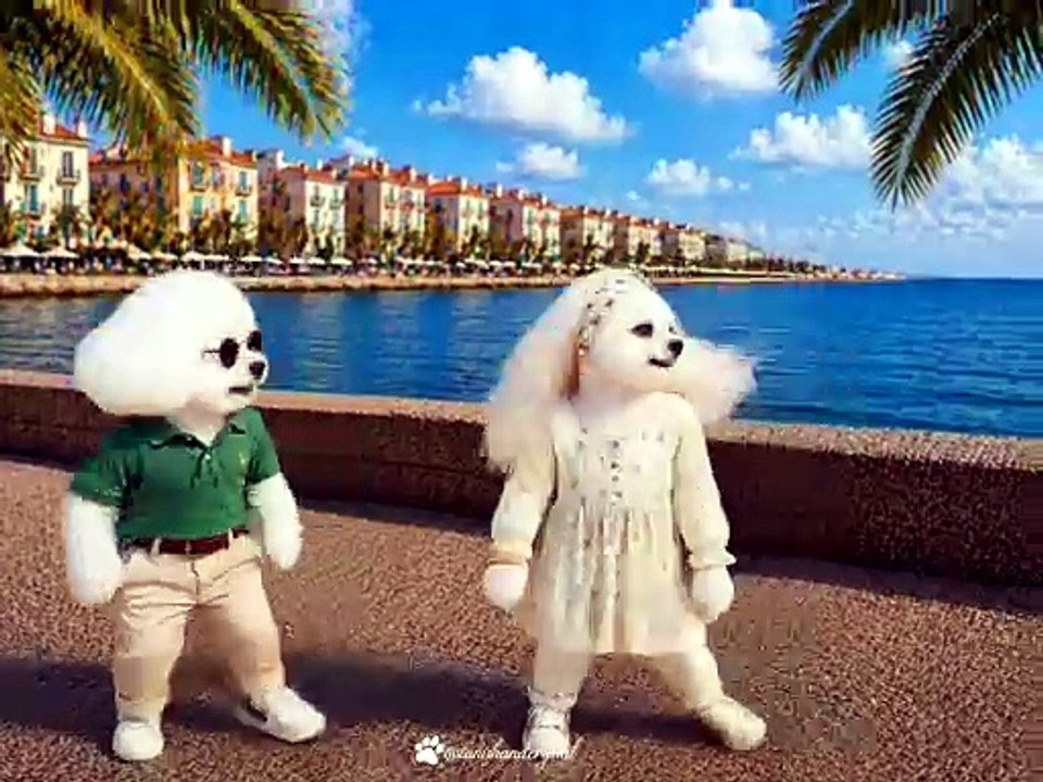 Sawarne Lage… when hearts start syncing without a word ✨🐶🐶  #hindisongs #cutecouple #dogfashion #dogsofinstagram #trendingnow