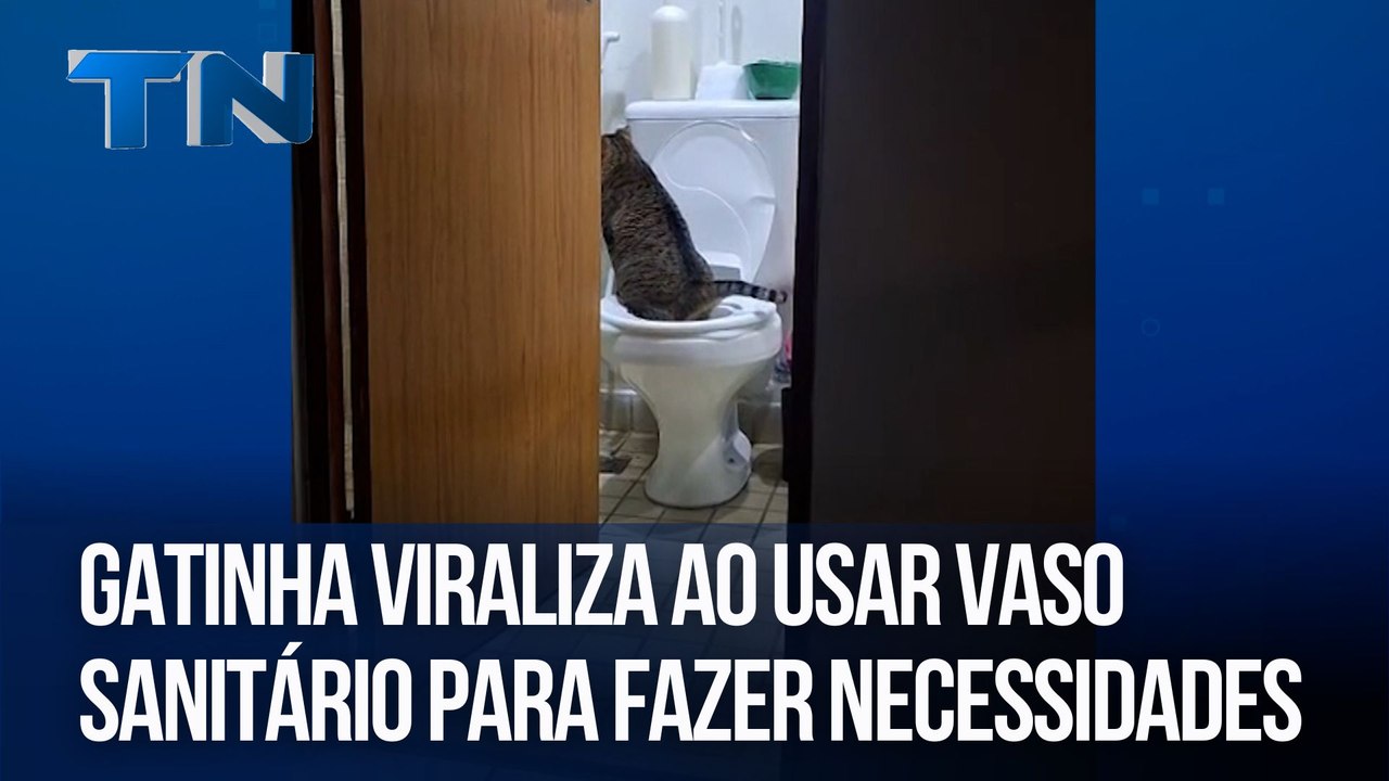 Gatinha viraliza ao usar vaso sanitário para fazer necessidades