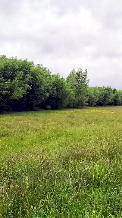 Cricket Sounds with Frogs in the Meadow | Summer Afternoon