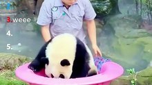 Ranking Best Panda Moments #shorts-1